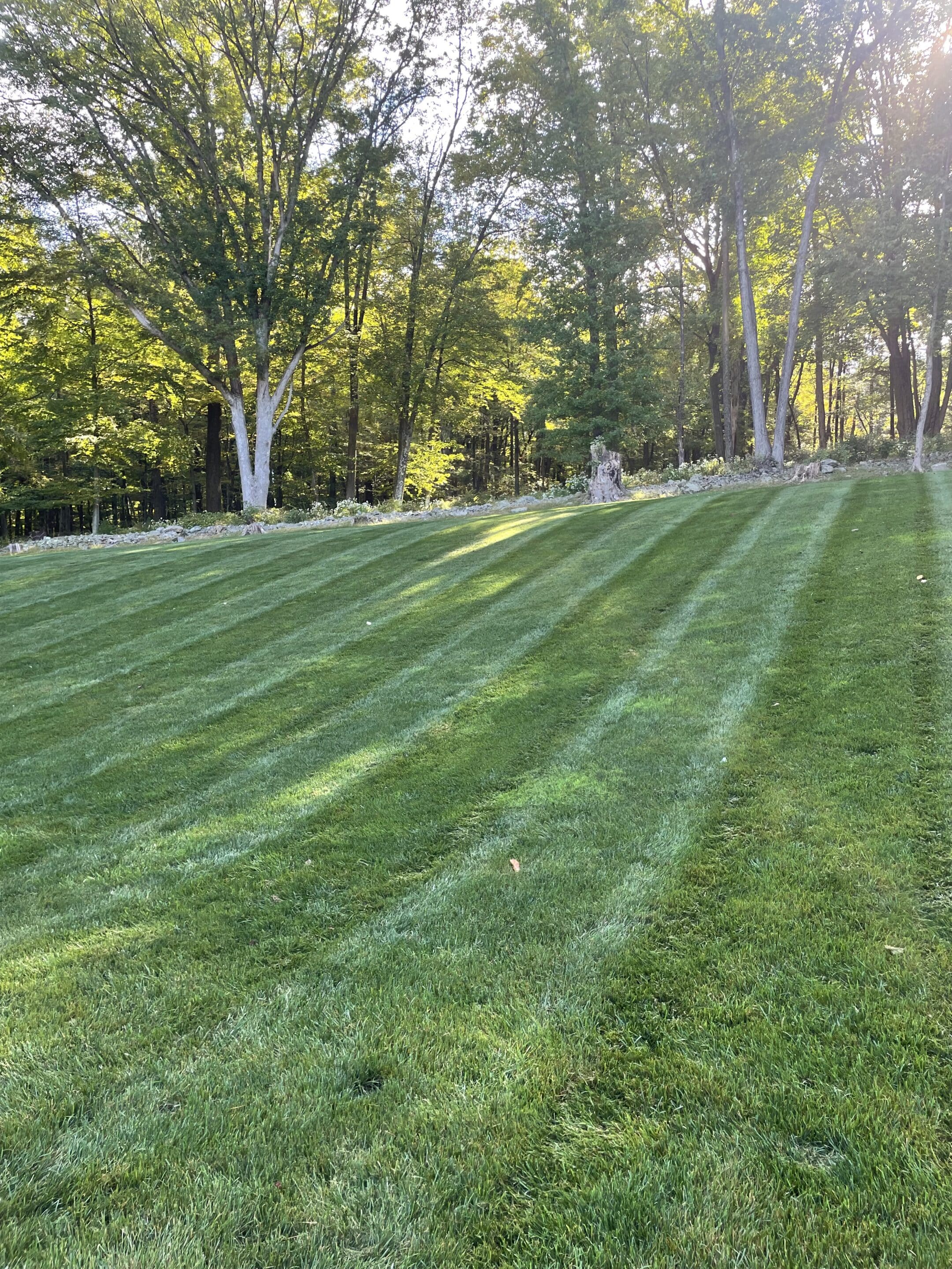 Yard Drainage Solutions - Lush Green Lawn - BirchTurf LLC Yard Drainage Solutions - Lush Green Lawn