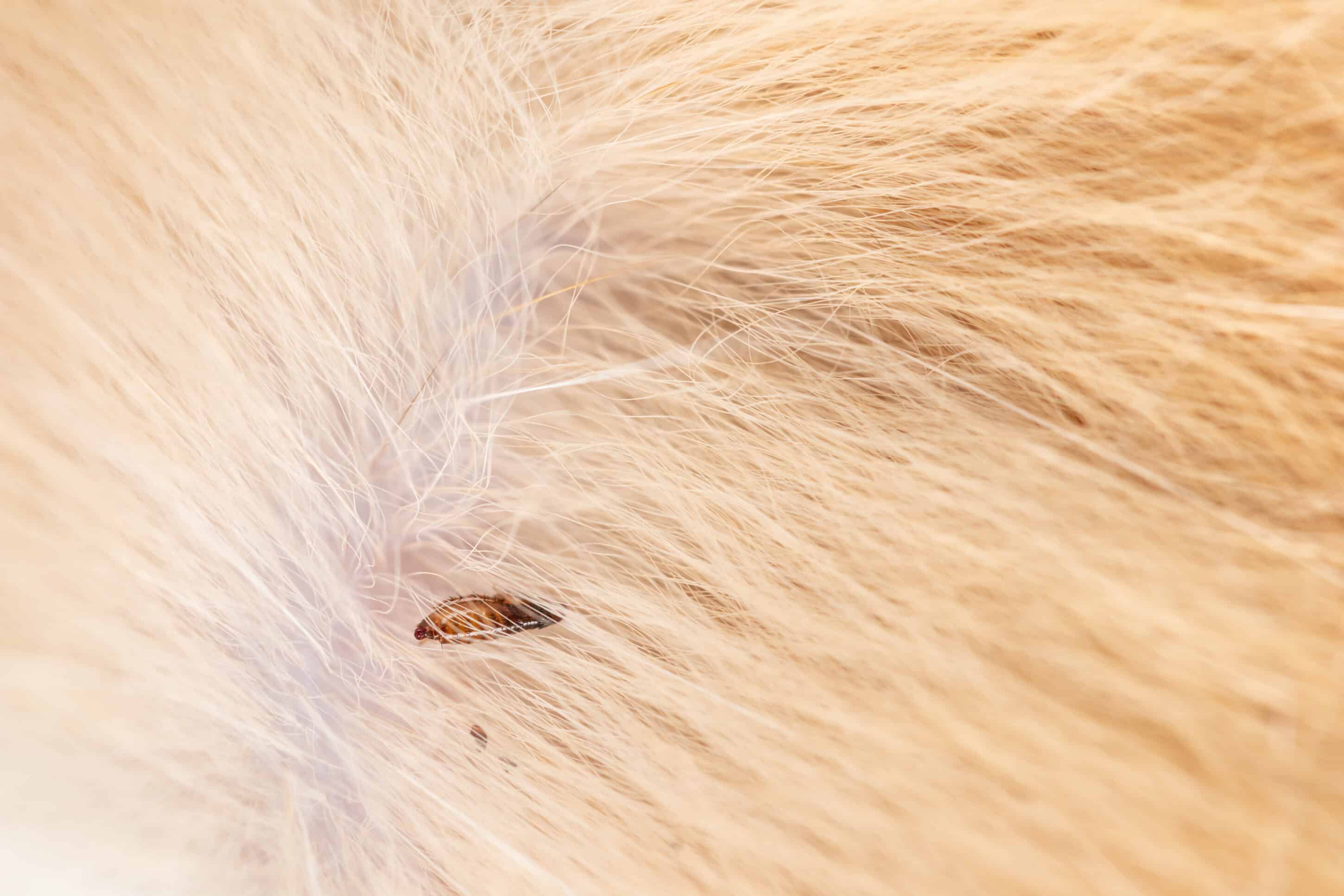 birchturf-flea-control - dog hair with flea visible