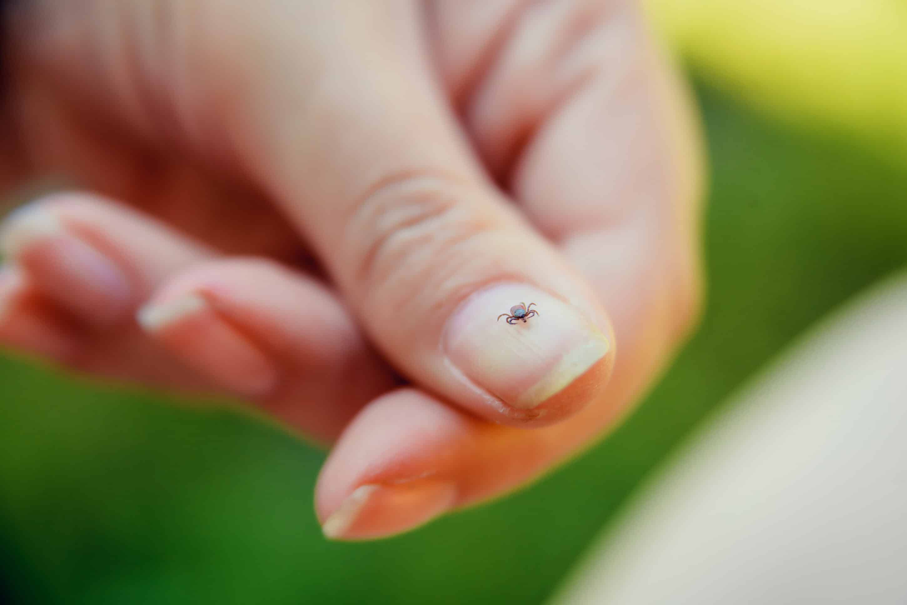 birchturf-tick-control: ladies' hand with tick on fingernail